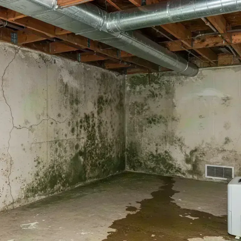 Professional Mold Removal in Bath County, VA